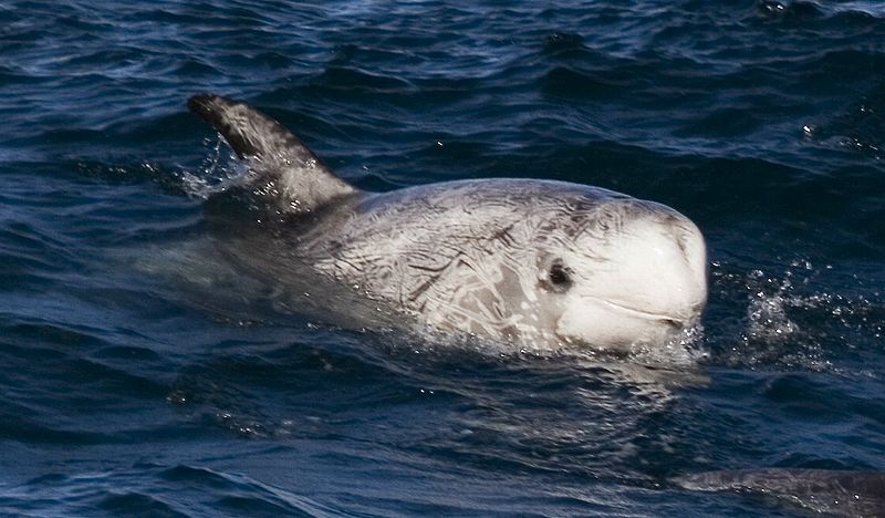 A Risso's dolphin. Photo by Mike Baird [www.bairdphotos.com](www.bairdphotos.com).CC BY 2.0 license